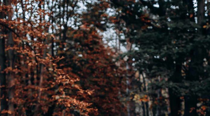 ЧТЕНИЕ ЖИЗНИ ПО ЦИ МЕНЬ: КТО ВЫЙДЕТ ЗАМУЖ/ЖЕНИТСЯ В 2021 ГОДУ?