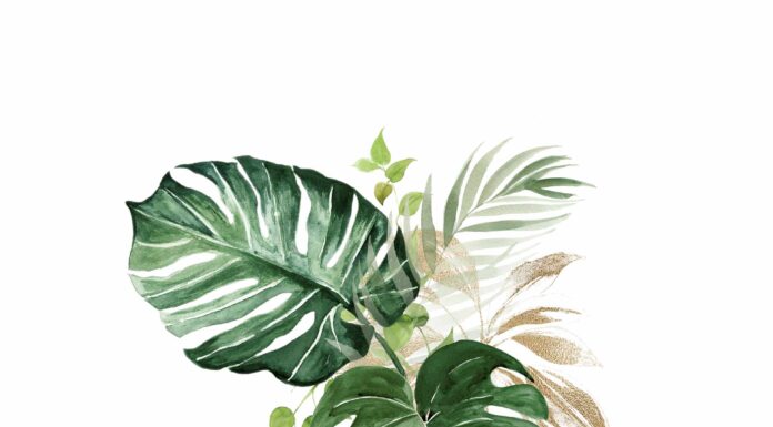 «ЗЕЛЕНЫЙ ДРАКОН ПОВОРАЧИВАЕТ ГОЛОВУ» 16 МАЯ