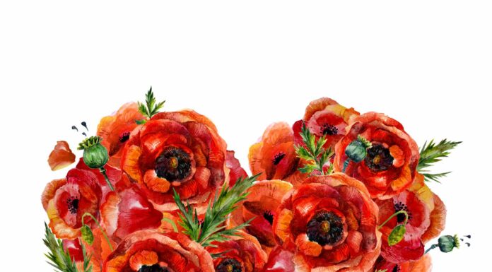 АКТИВАЦИЯ «ТРИ ГЕНЕРАЛА» 29 ИЮЛЯ