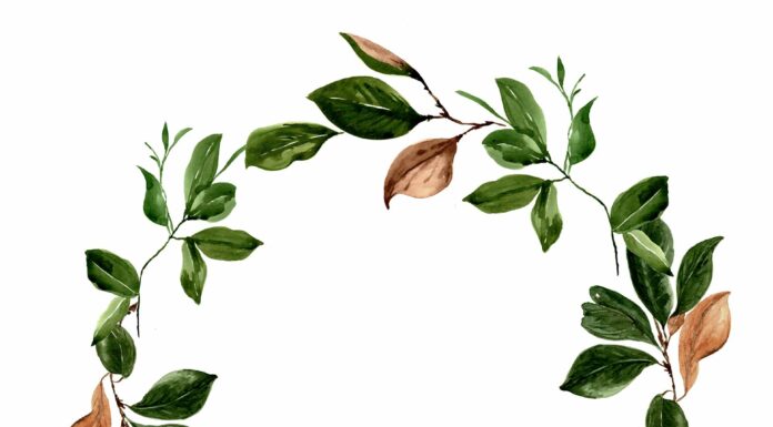 «ЗЕЛЕНЫЙ ДРАКОН ПОВОРАЧИВАЕТ ГОЛОВУ» 14 МАЯ