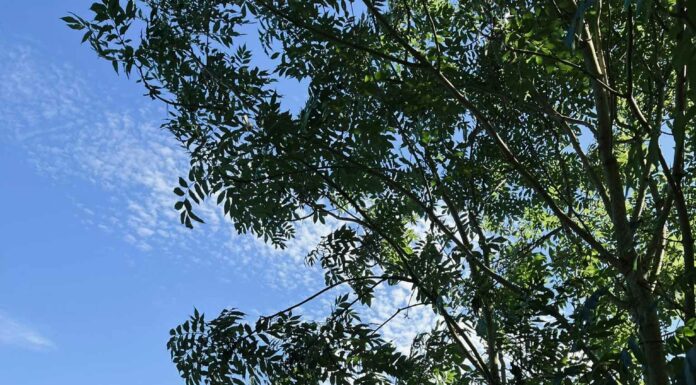 АКТИВАЦИЯ «ТРИ ГЕНЕРАЛА» 6 АВГУСТА