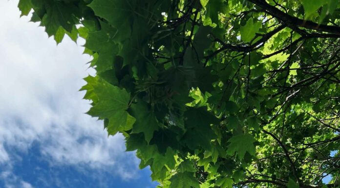 ПРОГУЛКА «НЕФРИТОВАЯ ДЕВА УДЕРЖИВАЮЩАЯ ВРАТА» 31 АВГУСТА