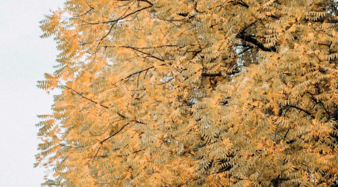 АКТИВАЦИЯ «ТРИ ГЕНЕРАЛА» 5 ОКТЯБРЯ