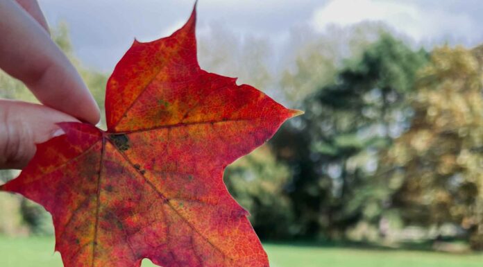 ПРОГУЛКА ДЛЯ ФИНАНСОВОЙ УДАЧИ, КАРЬЕРЫ, ЗДОРОВЬЯ, ОТНОШЕНИЙ 23 НОЯБРЯ