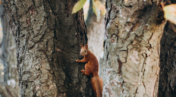 «ПТИЦА ПАДАЕТ В ГНЕЗДО» 28 ОКТЯБРЯ