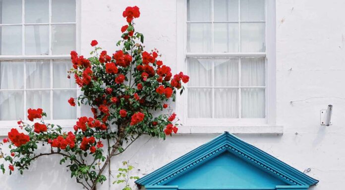 ЦИ МЕНЬ ОРАКУЛ СИТУАЦИИ ИЗ ЖИЗНИ: КАК ВЫБРАТЬ ПОМОЩНИЦУ ПО ДОМУ