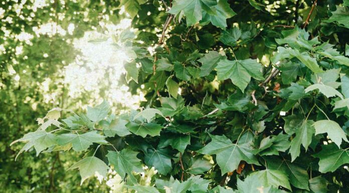 ПРОГУЛКА «НЕФРИТОВАЯ ДЕВА УДЕРЖИВАЮЩАЯ ВРАТА» 7 ИЮНЯ