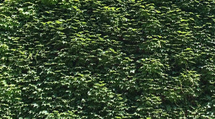 «ПТИЦА ПАДАЕТ В ГНЕЗДО» 22 ИЮНЯ