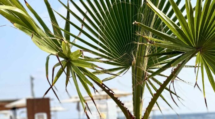 КАК ПРИТЯНУТЬ ФИНАНСОВУЮ УДАЧУ, ПОЛУЧИТЬ ПОВЫШЕНИЕ, НАЛАДИТЬ ОТНОШЕНИЯ И УЛУЧШИТЬ ЗДОРОВЬЕ В БЛИЖАЙШЕЕ ВРЕМЯ?