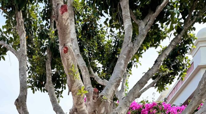 КАК ПРИТЯНУТЬ ФИНАНСОВУЮ УДАЧУ, ПОЛУЧИТЬ ПОВЫШЕНИЕ, НАЛАДИТЬ ОТНОШЕНИЯ В БЛИЖАЙШЕЕ ВРЕМЯ?