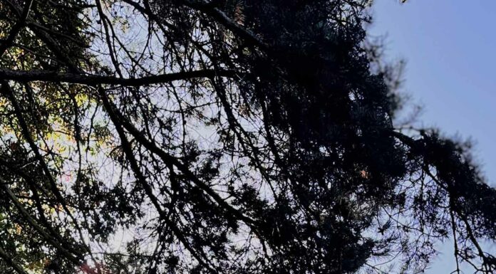 КАК ПРИТЯНУТЬ ФИНАНСОВУЮ УДАЧУ, ПОЛУЧИТЬ ПОВЫШЕНИЕ, НАЛАДИТЬ ОТНОШЕНИЯ В БЛИЖАЙШЕЕ ВРЕМЯ?