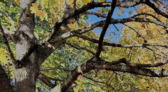 ПРИТЯГИВАЕМ БЫСТРЫЕ ДЕНЬГИ И ПОДАРКИ