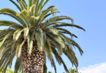 БОЛЬШОЙ АСТРОПРОГНОЗ НА АВГУСТ 2025 ДЛЯ ВСЕХ ЗНАКОВ