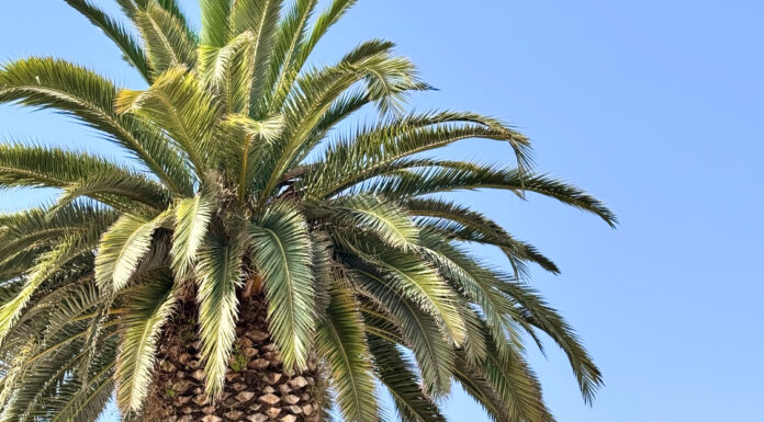 БОЛЬШОЙ АСТРОПРОГНОЗ НА АВГУСТ 2025 ДЛЯ ВСЕХ ЗНАКОВ